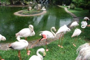 flamingogroup